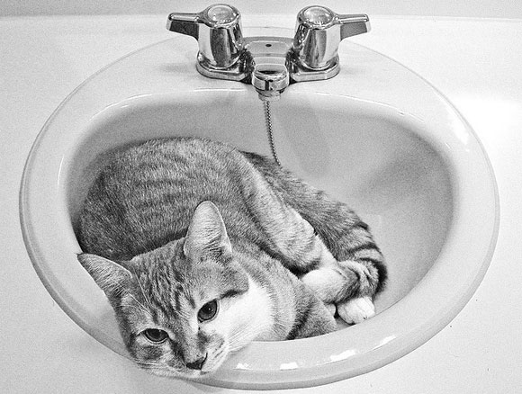 Cat in sink Photo of a sink with a cat in it